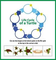 diagrama que muestra el ciclo de vida de la tortuga vector