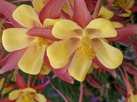 Columbine flowers closeup. photo