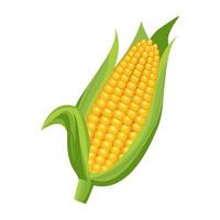 Cartoon vector illustration isolated object fresh food vegetable sweet corn