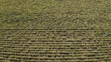 siempreviva y el campo de lavanda video