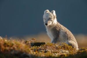 The Arctic Fox at Norway photo
