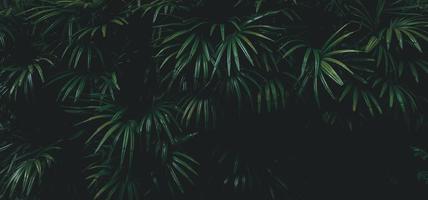 Tropical green leaf background, Dark tone theme. photo