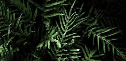 Tropical green leaf background, Dark tone theme. photo