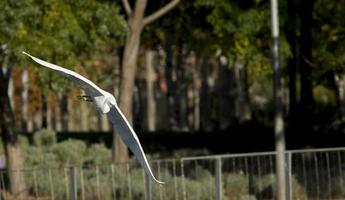 Egret bird flying over the Madrid Rio Park, Madrid Spain photo