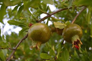 Fruit of the pomegranate tree almost ripe in autumn photo