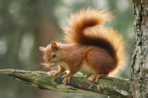 The red Squirrel in a forest photo