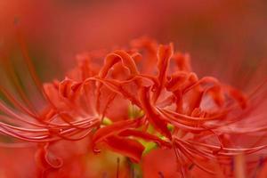 Blooming red spider lily flowers in early autumn photo