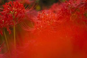 flores de lirio araña roja floreciente a principios de otoño foto