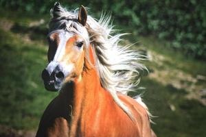 Caballo haflinger galopando libre en la pradera foto