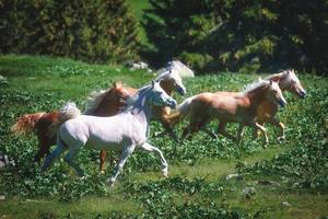 Haflinger horses free in mountain meadows photo