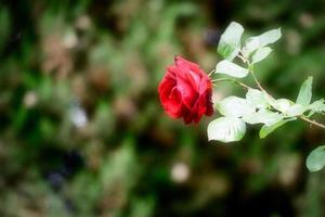 una rosa roja en el momento de la hermosa floración