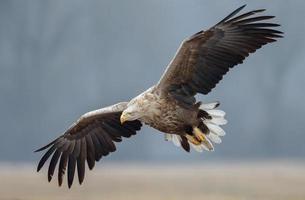 European white tailed eagle