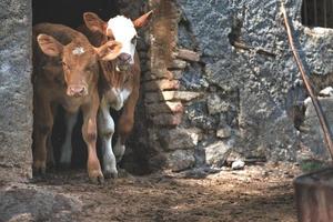 Two calves on the door of a stable