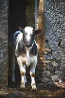 A white and black cow comes out of the stable photo