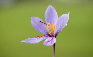 Producer of saffron in France photo