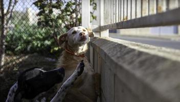 Dog in kennel photo