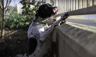 Dog in kennel photo