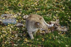 gato en hojas otoñales