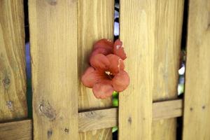 Red bell flowers photo