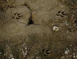 pistas de perros en el suelo foto