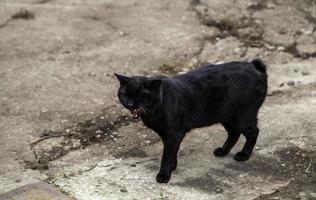 gato negro en la calle foto