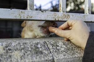 Dog in kennel photo