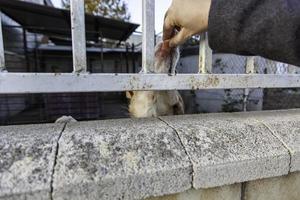 Dog in kennel photo