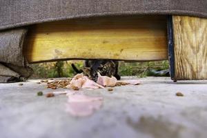 Stray cats eating on the street photo