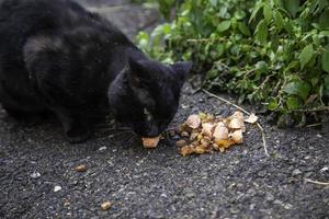 Stray cats eating on the street photo