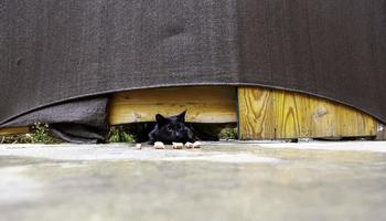 Stray cats eating on the street photo