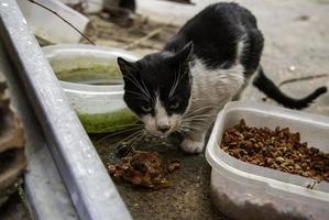 Stray cats eating on the street photo