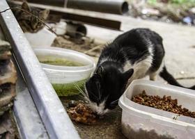 Stray cats eating on the street photo