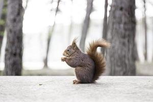 Wild squirrel eating nuts photo