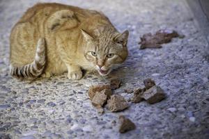 Stray cats eating on the street photo