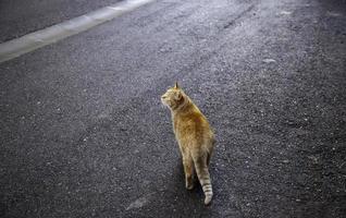 Abandoned street cats photo