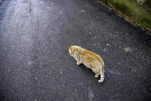 Abandoned street cats photo