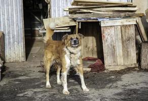 Dog in kennel photo