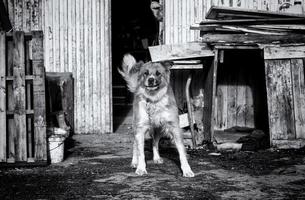 Dog in kennel photo