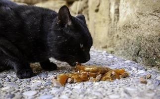 Stray cats eating on the street photo