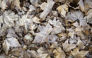 Frozen autumn leaves photo
