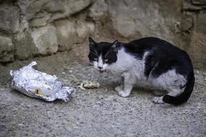 Stray cats eating on the street photo