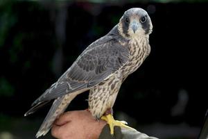 Use of falconry to scare away birds, in the Cuatro Vientos aerodrome in Madrid photo