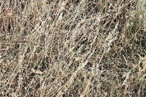 Hay bale texture background photo