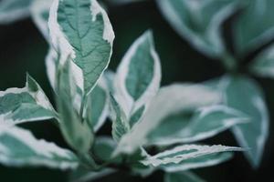 Beautiful green leaves background photo