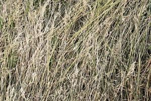 Hay bale texture background photo