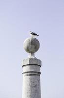 Seagull perched on a post in the sea photo