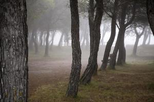 Forest with fog photo