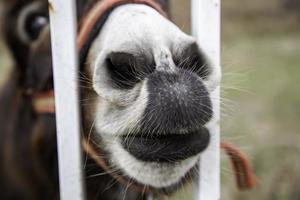 burro encerrado en la cerca foto