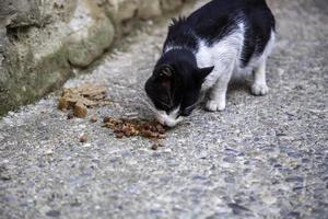 Stray cats eating on the street photo