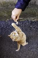 gato atrapando comida mano foto